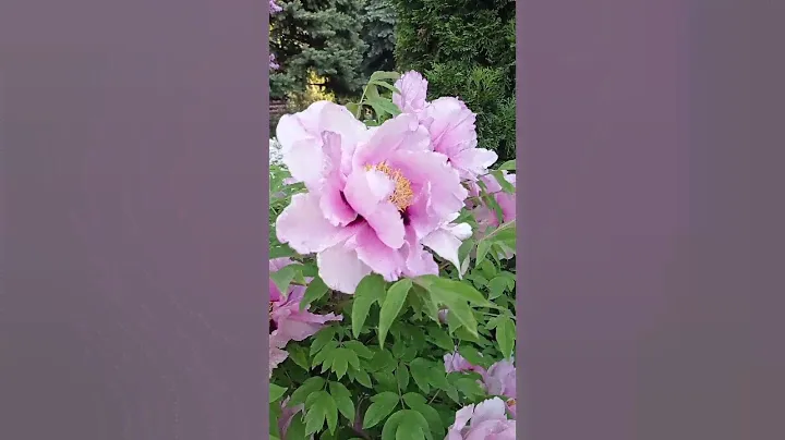 Невероятный розовый древовидный пион.😍♥️🌸🌿🏡