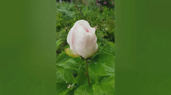 Пион Blushing Princess