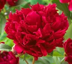 Пион молочноцветковый "Red Magic" (Ред Мэджик)