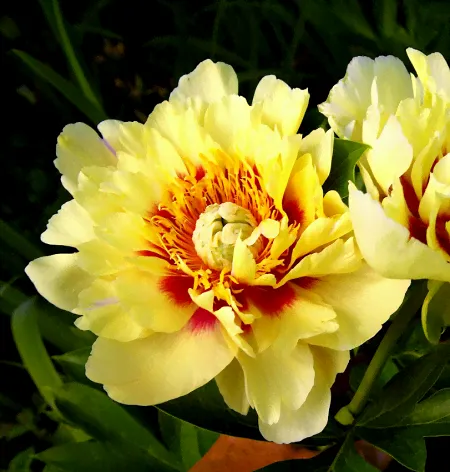 Пион Ито Prairie Charm (Прейри Чарм)-1