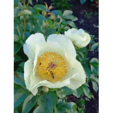 Пион ROY PERSONS BECT YELLOW-1