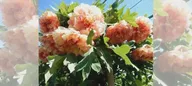 Пион Золотая Росинь