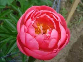 Пион Coral'n Gold (Корал эн Голд)