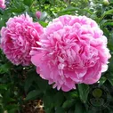 Пион Якорма (Paeonia Jacorma / Jia ma)