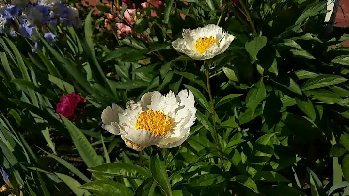 Paeonia Krinkled White and paeonia Auguste Dessert