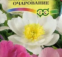 Пион молочноцветковый Очарование-0