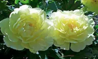 Пион Йеллоу Дудл Денди (Paeonia itoh Yellow Doodle Dandy)