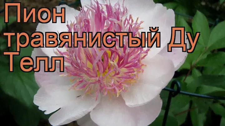 Пион травянистый Ду Телл (paeonia do tell) 🌿 пион Ду Телл обзор: как сажать рассада пиона Ду Телл