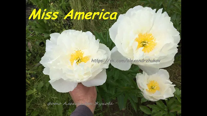 Пион Мисс Америка, peony Miss America. ВК группа "Пионы под Питером и др. многолетние"
