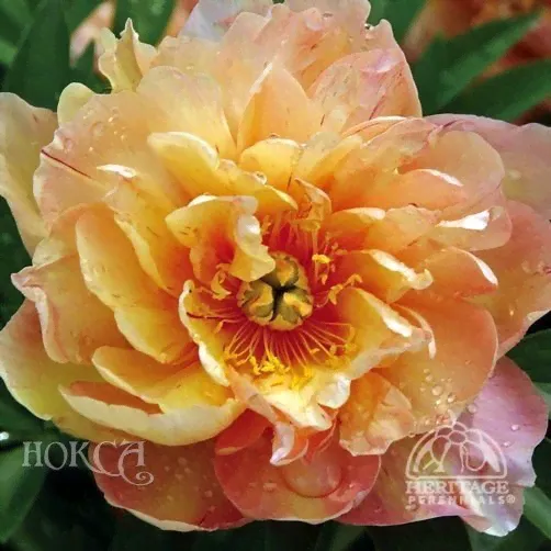 Paeonia Singing in the Rain Пион Сайнин ин ве Рейн