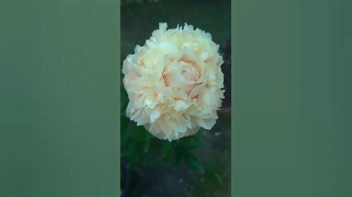 Summer Glow. Рождение пиона. Пион шедевр!