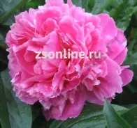 Пион Pink Jewel 1шт