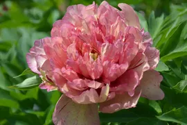 Пион Ито-гибрид Хиллари (Paeonia Itoh-hybrid Hillary)