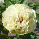 Пион Ванилла Шнапс
