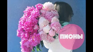 ПИОНЫ 🌸 PEONY: Энциклопедия цветов  🌿🌺🌿