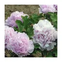 Пион древовидный Lavender Blue С2
