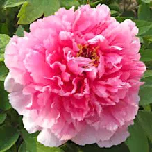 Пион древовидный 'Шань Ху Тай/Коралловый остров' / Paeonia suffrutiсosa 'Shan hu tai / Coral Altar'-0