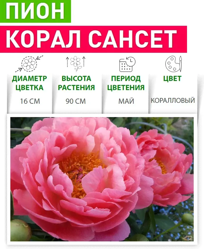 Пион Корал Сансет v5 Tim-0