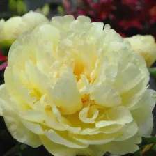 Пион LEMON CHIFFON NZ