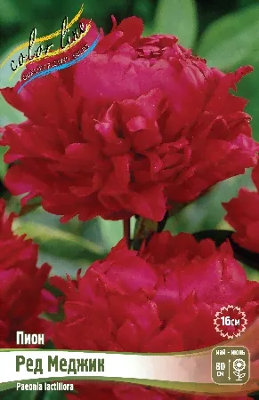 Пион молочноцветковый Red Magic (C3)