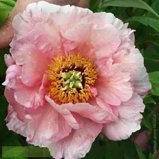 Paeonia Marie Laurencin Пион Мари Лорансен