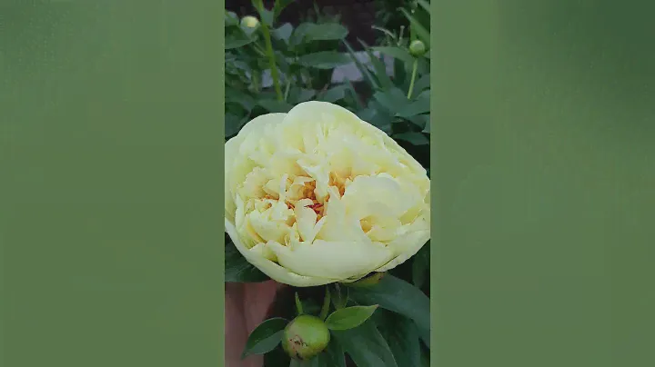 пион Лемон Шифон