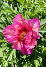 Paeonia Vision of Sugar Plums Пион Вижс оф Шуга Пламс