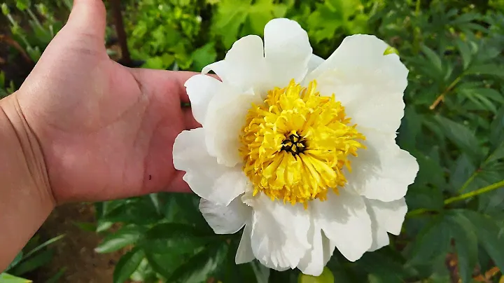 Півонія Мун оф Ніппон Moon of Nippon peony Місяць Японії півонія