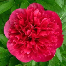Саженцы Пион Rubra Plena (Рубра Плена)