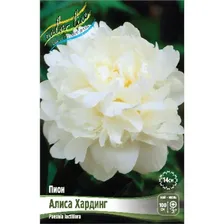 Пион Алиса Хардинг 2/3 1шт (Колорлайн)