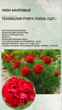 Пион саженцы многолетних цветов