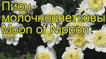Пион молочноцветковый Луна Японии. Краткий обзор, описание характеристик, где купить саженцы