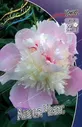 Пион Ангел Чикс Paeonia lactiflora Angel Cheeks 2/3n 1шт, капер, Колорлайн