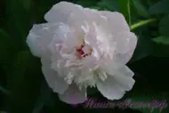 Пион травянистый 'Леди Орчид' / Paeonia 'Lady Orchid'