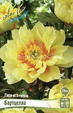 ​ПИОН ИТО-гибрид БАРТЦЕЛЛА (ITOH BARTZELLA), 2/3 n, 1 шт