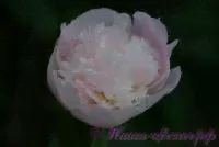 Пион травянистый 'Леди Орчид' / Paeonia 'Lady Orchid'