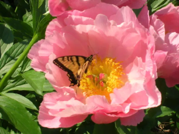 Paeonia Salmon Chiffon Пион Салмон Шифон-0