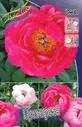 Пион гибридный Cytherea (C3-C5)