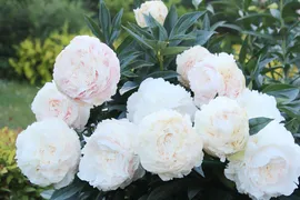 Пион Соланж (Paeonia Solange) кп