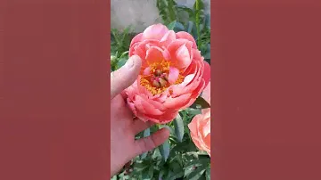 пион Корал Шарм (Coral Charm)
