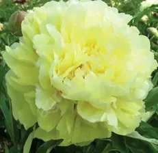 Пион Duchesse de Lorraine (Дюшес де Лорейн)
