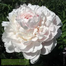 Paeonia Nick Shaylor Пион Ник Шейлор