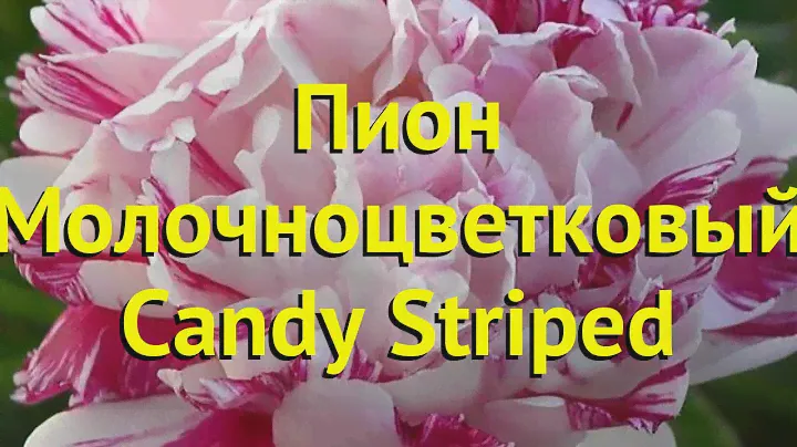 Пион молочноцветковый Кэнди Стрипед. Краткий обзор, описание paeonia lactiflora Candy striped