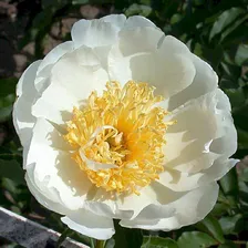 Пион Лотус Куин (Paeonia Lotus Queen)
