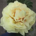 Пион Ланингс Дабл Еллоу (Paeonia Laning's Double Yellow)