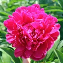Пион Red Sarah Bernhardt (Ред Сара Бернард)