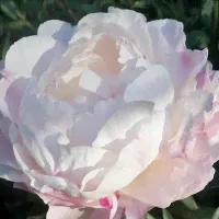 Пион "Gardenia" Гардения С2-3