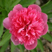Пион лекарственный Розеа Плена (Paeonia Rosea Plena)