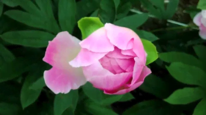 Peony Touch of Class - www.peonyshop.com