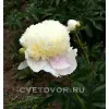 Пион Уайт Чарм 'White Charm'